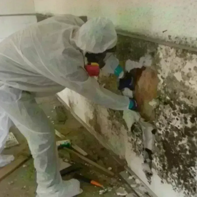 Mold Remediation and Removal in Kennebunkport, ME